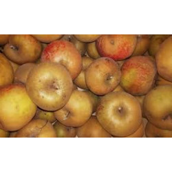 Pomme Boskoop "Local"