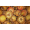 Pomme Boskoop "Local"