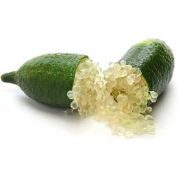 Citron Caviar de Corse (Barquette 2 Pièces) "France"