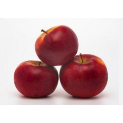 Pomme Ladina "Local"