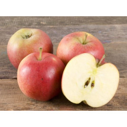 Pomme Galiwa "France"