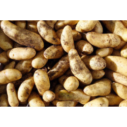 Pomme de Terre Ratte du Touquet "France"