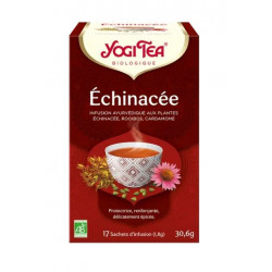 YOGI ECHINACEE