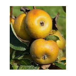 Pomme Patte de Loup "France"