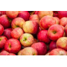 Pomme Pirouette "France"