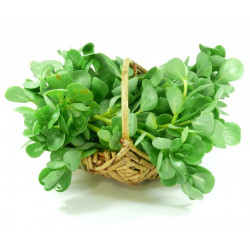 Salade Roquette Sauvage "Local"